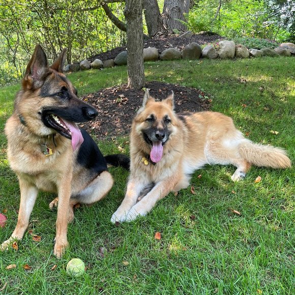 Meet your Posher, Allise - Picture 2 of 2